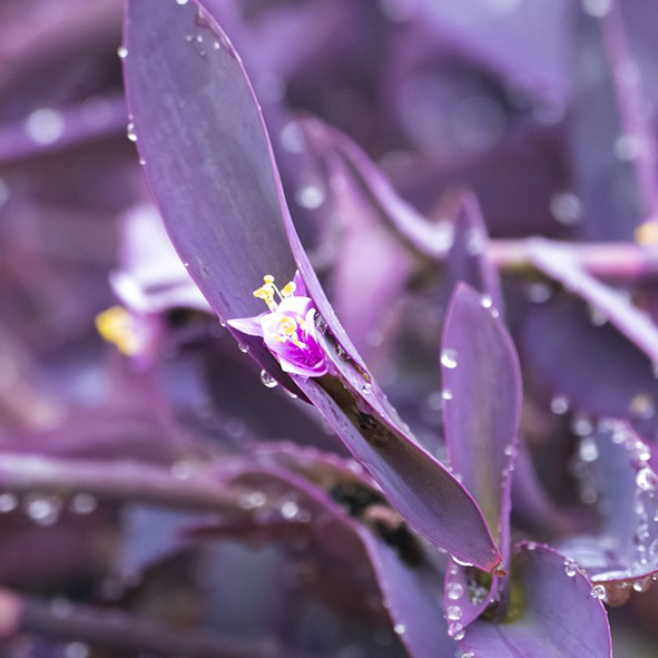 Tradescantia