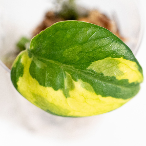 Epipremnum (Šplhavice)