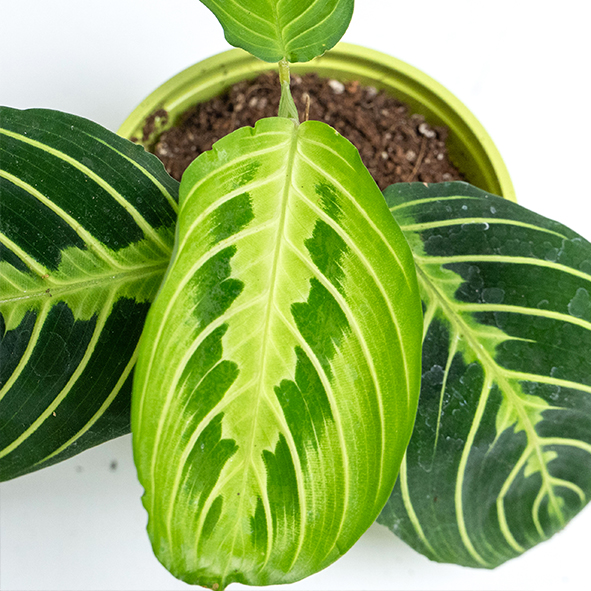 Maranta