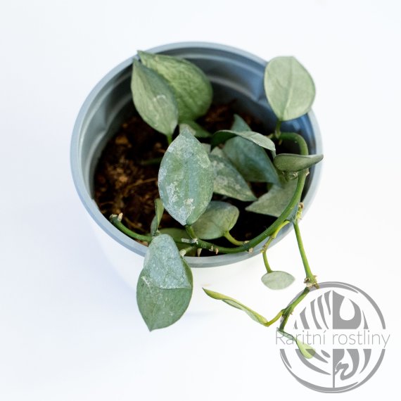 Hoya krohniana Super Eskimo