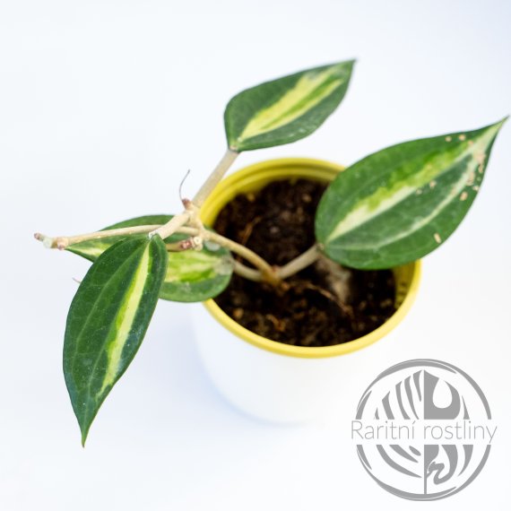 Hoya macrophylla Pot of Gold