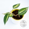 Hoya macrophylla Pot of Gold