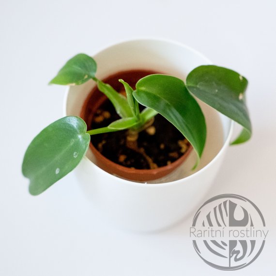 Philodendron Jerry Horne
