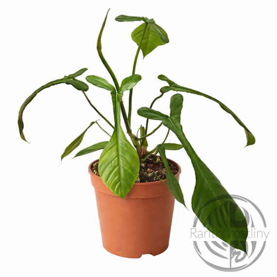 Philodendron Joepii