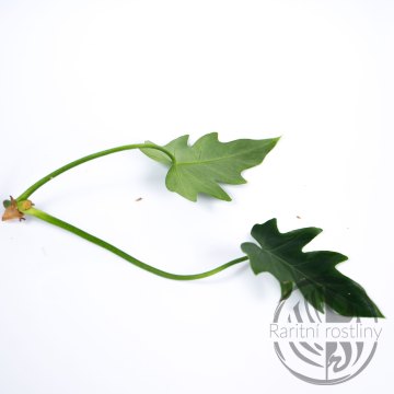 Philodendron Radiatum Variegata - řízek 2