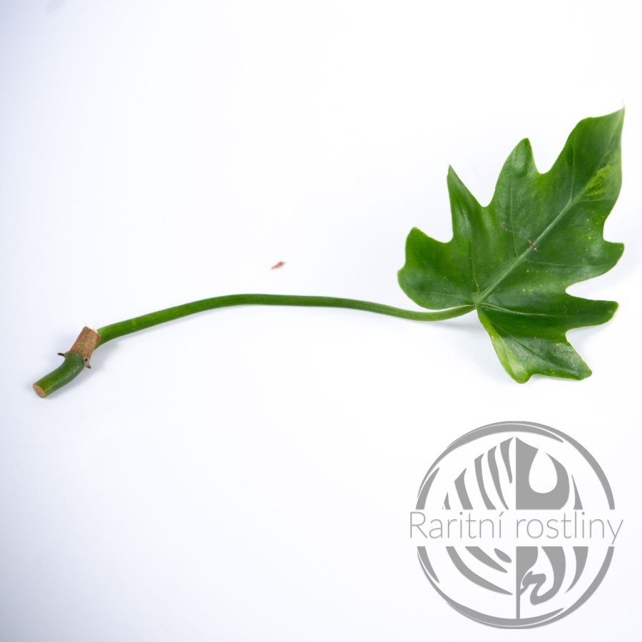 Philodendron Radiatum Variegata - řízek
