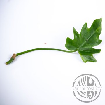 Philodendron Radiatum Variegata - řízek
