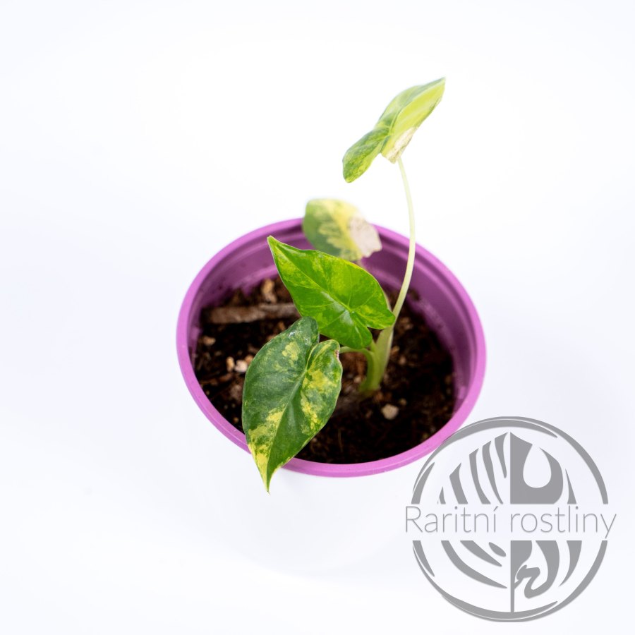 Alocasia gageana variegata