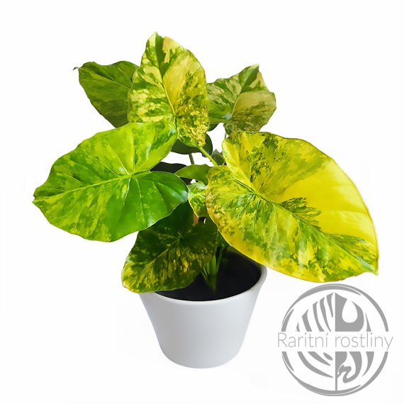 Alocasia gageana variegata