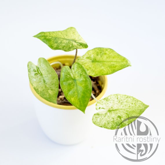 Alocasia Odora Batic variegata