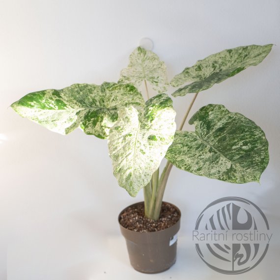 Alocasia Odora Batic variegata