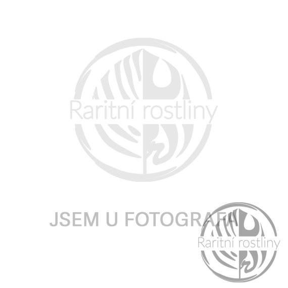 Amydrium Medium Mint