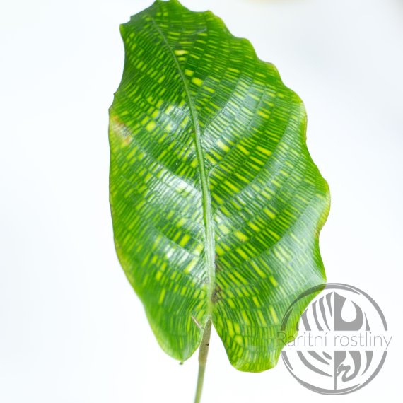 Calathea Musaica Network