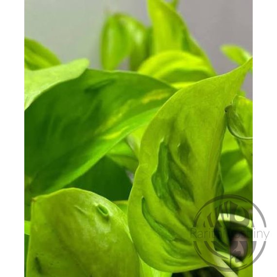 Epipremnum Aureum Champs Elysees