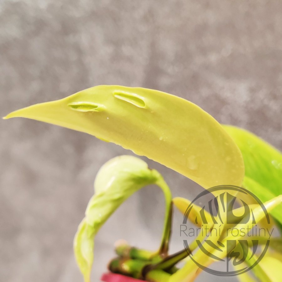 Epipremnum Aureum Champs Elysees řízek