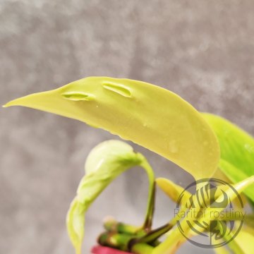 Epipremnum Aureum Champs Elysees řízek