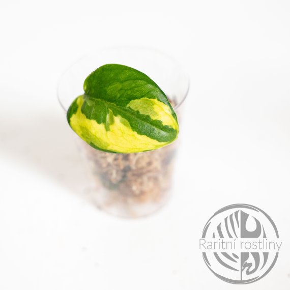 Epipremnum aureum Lemon Meringue 