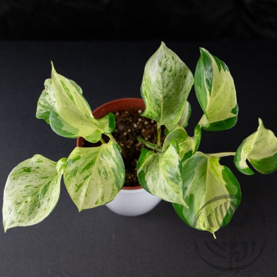 Epipremnum Aureum Manjula