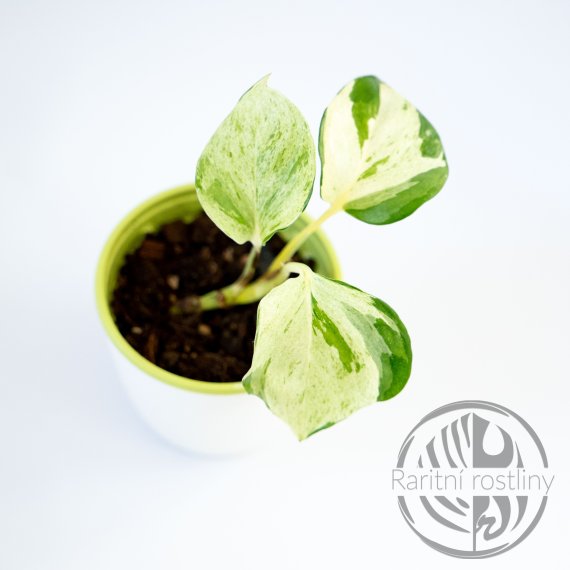 Epipremnum Aureum Manjula