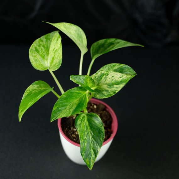 Epipremnum Aureum Marble Queen