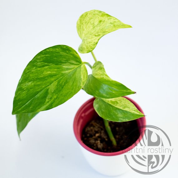 Epipremnum Aureum Marble Queen