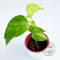Epipremnum Aureum Marble Queen
