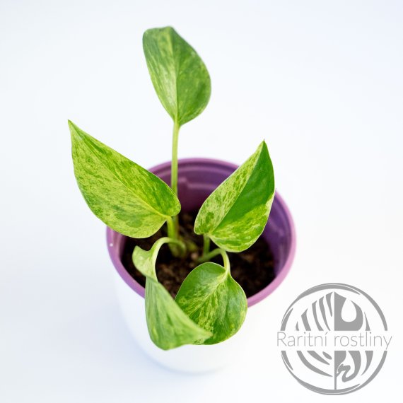 Epipremnum Aureum Marble Queen