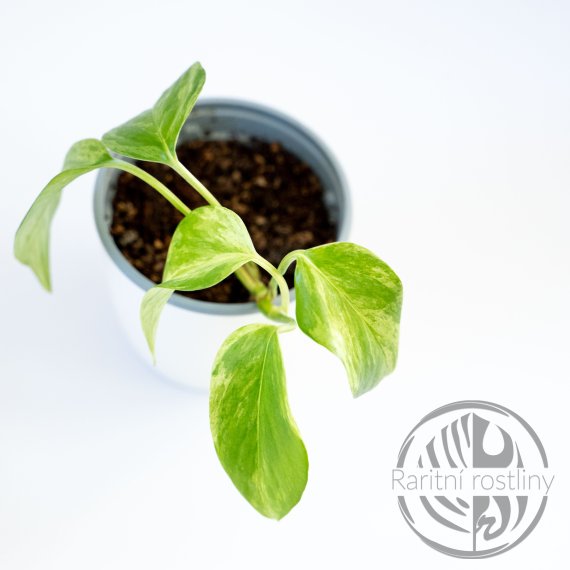 Epipremnum Aureum Marble Queen