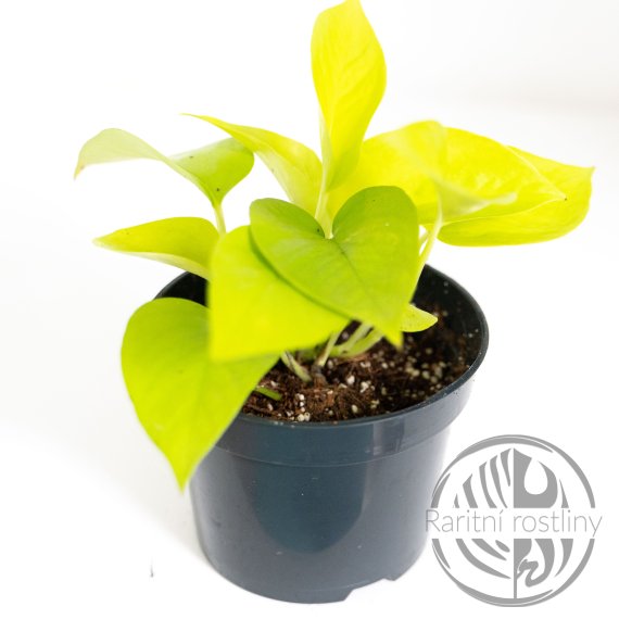 Epipremnum Aureum Neon