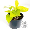 Epipremnum Aureum Neon řízek