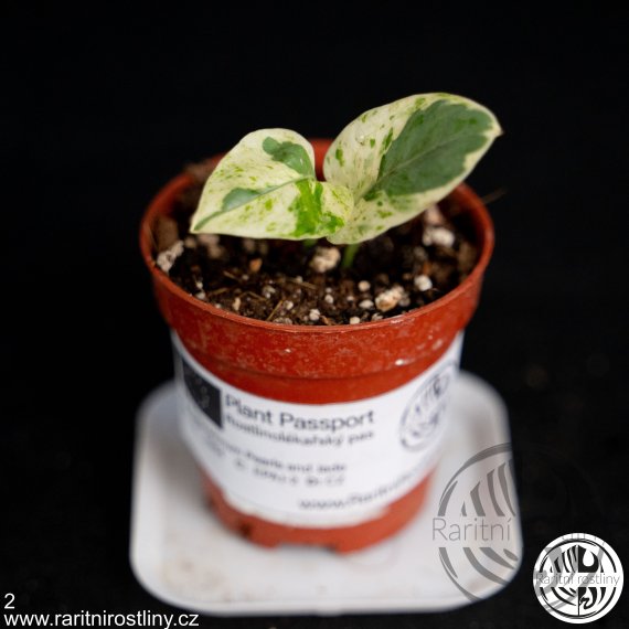 Epipremnum Aureum Pearls and Jade