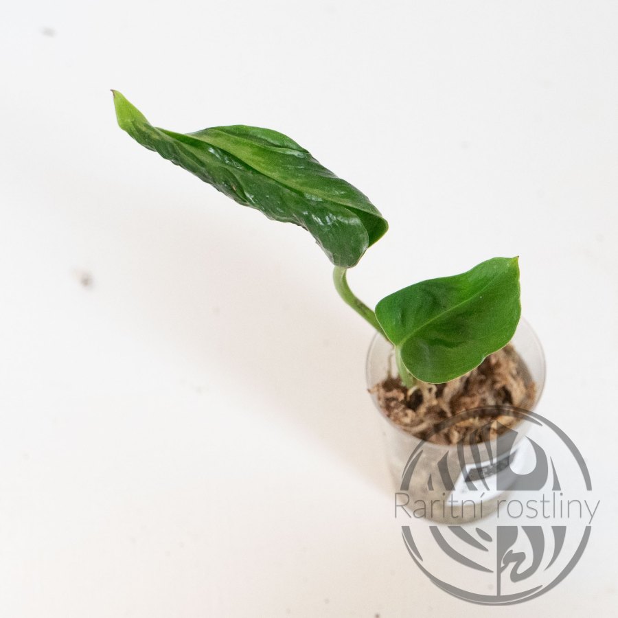 Epipremnum aureum Shangri La řízek