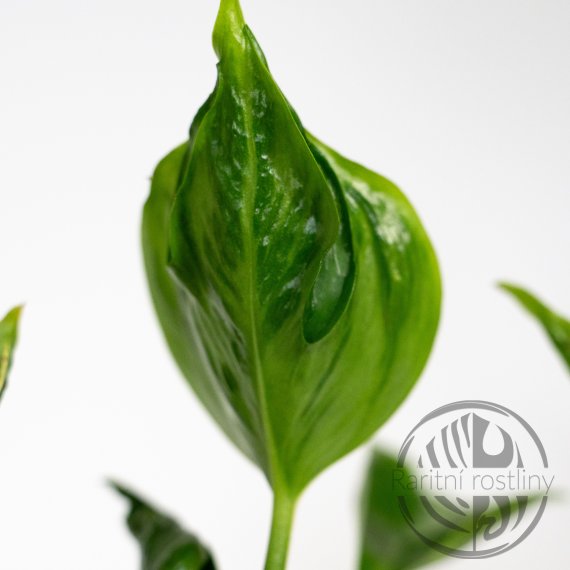 Epipremnum aureum Shangri La