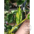 ŘÍZEK Epipremnum aureum Shangri La Variegated Teruno