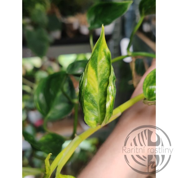 Epipremnum aureum Shangri La Variegated Teruno