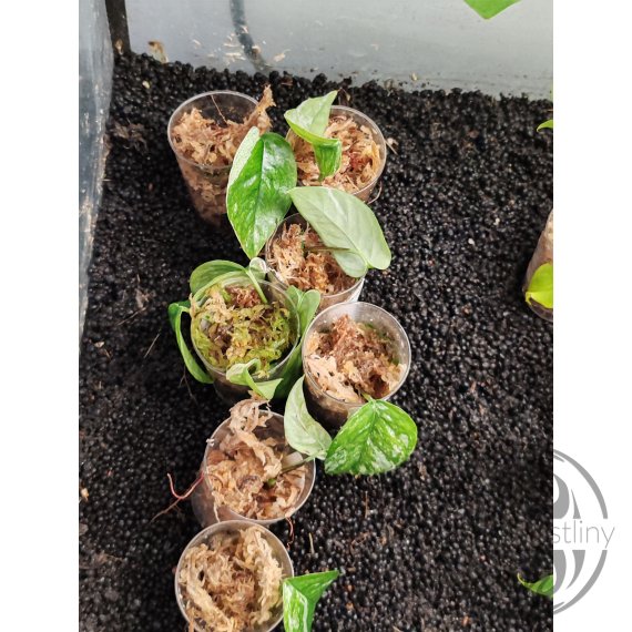 ŘÍZEK Epipremnum Pinnatum hanoman sp. Bali