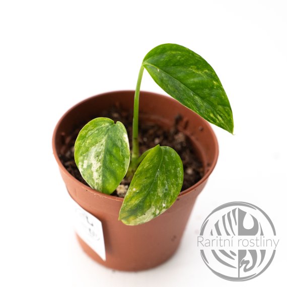 Epipremnum hanoman sp. Bali