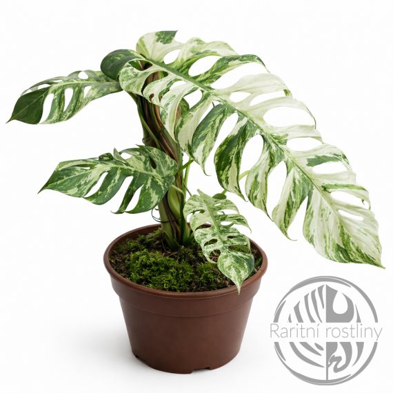 Epipremnum hanoman sp. Bali