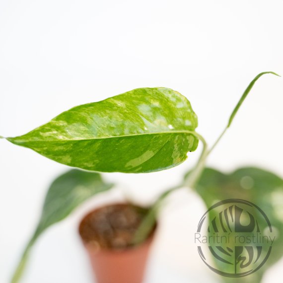 Epipremnum Pinnatum Albo