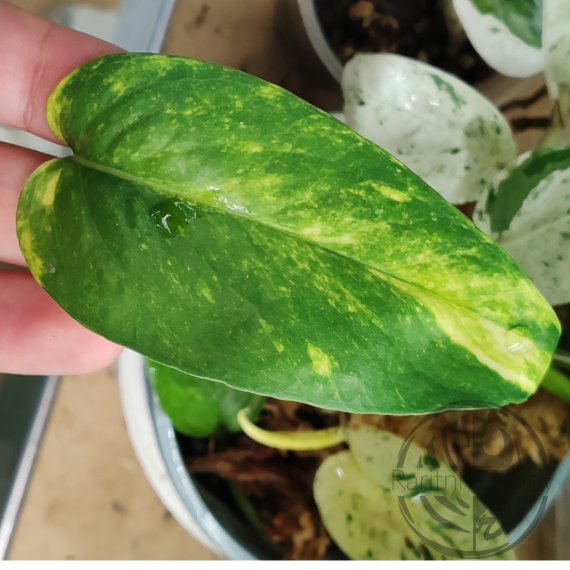 Epipremnum Pinnatum Aurea