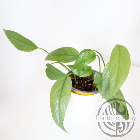 Epipremnum Pinnatum Cebu Blue