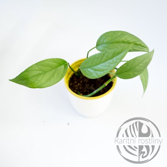 Epipremnum Pinnatum Cebu Blue