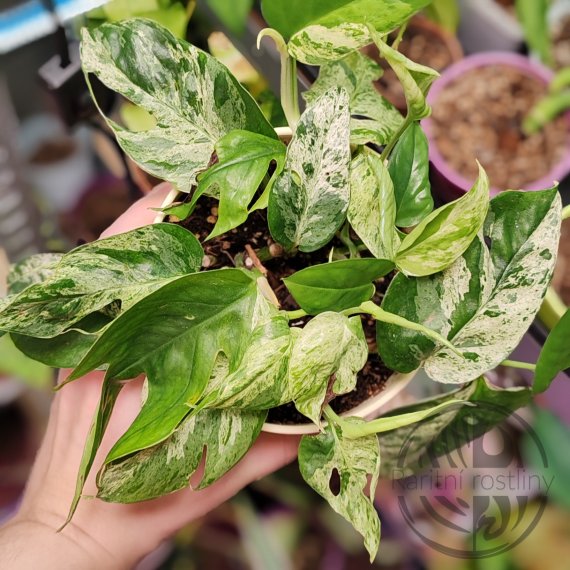 Epipremnum pinnatum Marble řízek