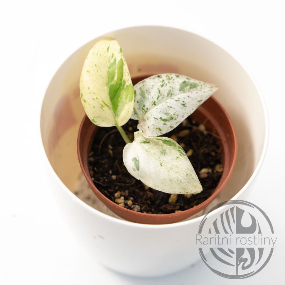 Epipremnum pinnatum Marble