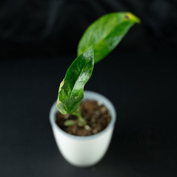 Epipremnum pinnatum Mint