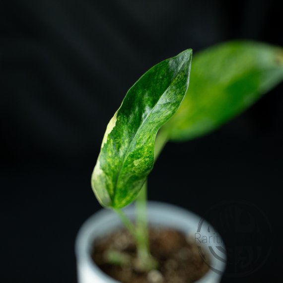 Epipremnum pinnatum Mint řízek