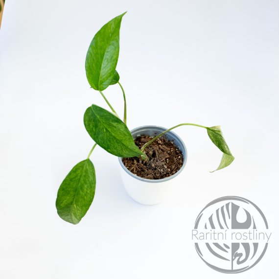 Epipremnum pinnatum Mint