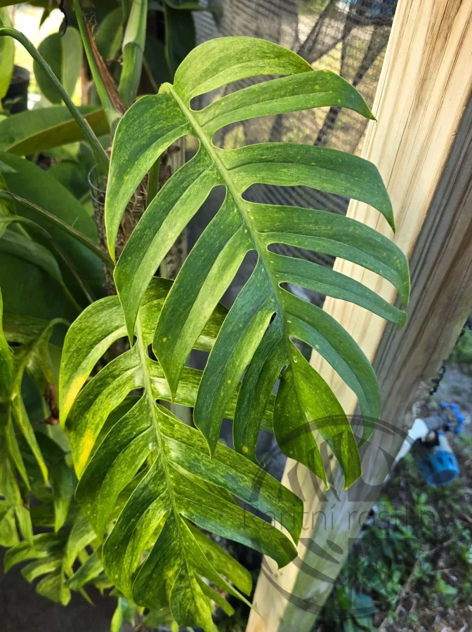 Epipremnum pinnatum Mint