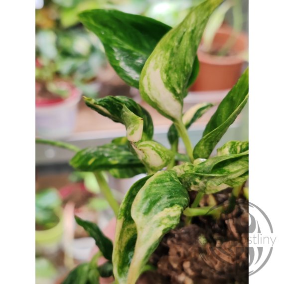 Epipremnum Teruno Sunshine ŘÍZEK