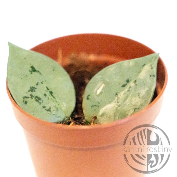 Hoya krohniana Super Eskimo ŘÍZEK